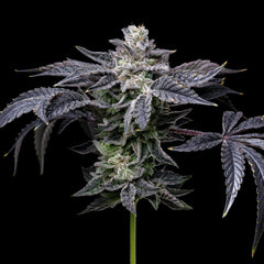 Pink Runtz x Hollywood Feminized Cannabis Seeds by Cookies Seeds