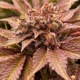 Pink Waferz Feminized Cannabis Seeds by Conscious Genetics