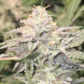 Pink Waferz 2.0 Feminized Cannabis Seeds by Conscious Genetics