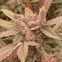 Pink Waferz Feminized Cannabis Seeds by Conscious Genetics