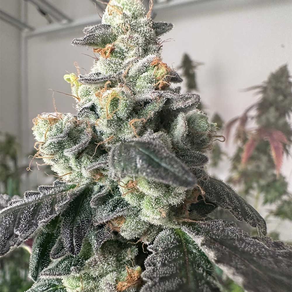 Moscow Mule by The Plug Seedbank