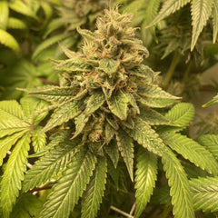 Prozecco Feminized Cannabis Seeds by Conscious Genetics