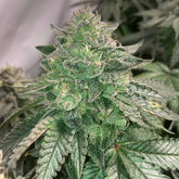Prozecco Feminized Cannabis Seeds by Conscious Genetics
