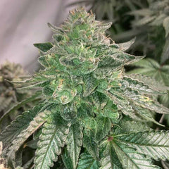 Prozecco Feminized Cannabis Seeds by Conscious Genetics