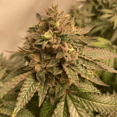 Prozecco Feminized Cannabis Seeds by Conscious Genetics