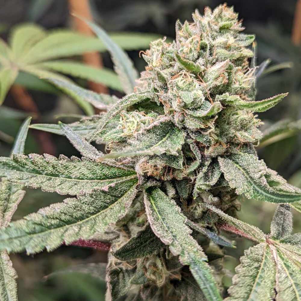 Prozecco by Conscious Genetics