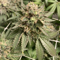 Prozecco Feminized Cannabis Seeds by Conscious Genetics