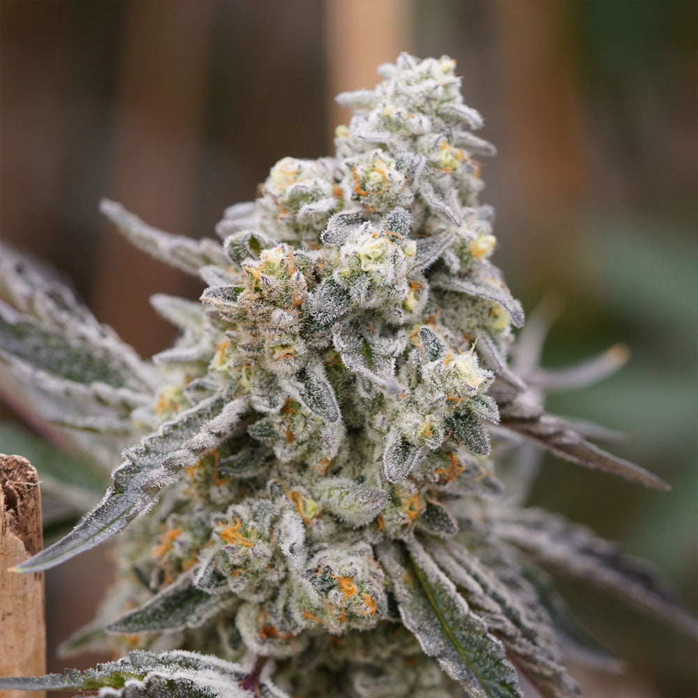 Queen Bee by Ziplock Seeds