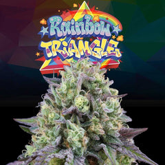 Rainbow Triangle Feminized Cannabis Seeds by Perfect Tree