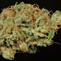 Ghost Train Haze #9 Regular Cannabis Seeds by Rare Dankness