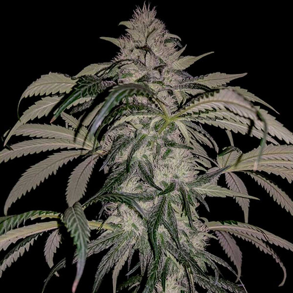 Purple Swish Haze by Rare Dankness