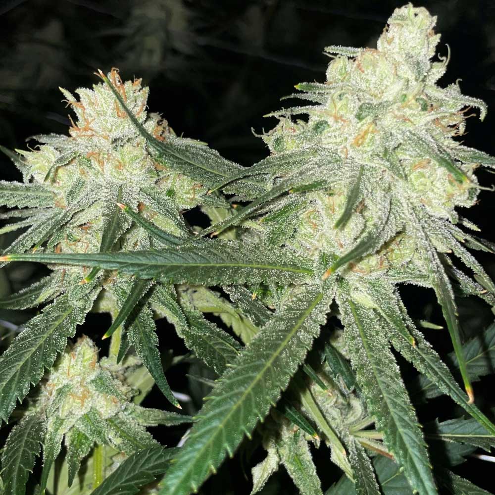 Scotts Haze by Rare Dankness