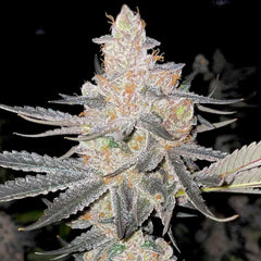 Vaders Star Killer Feminized Cannabis Seeds by Rare Dankness