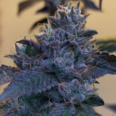 Raspberry Z Feminized Cannabis Seeds by Grounded Genetics