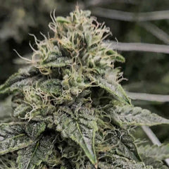 Sweatband OG Regular Cannabis Seeds by Karma Genetics