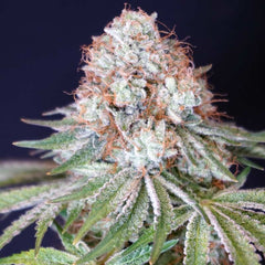 Rocky Melon Feminized Cannabis Seeds by Karma Genetics