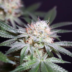Rocky Melon Feminized Cannabis Seeds by Karma Genetics