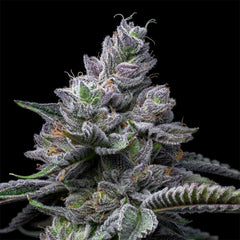 RS11 x Hollywood Feminized Cannabis Seeds by Cookies Seeds