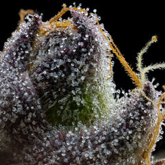 RS11 x Hollywood Feminized Cannabis Seeds by Cookies Seeds