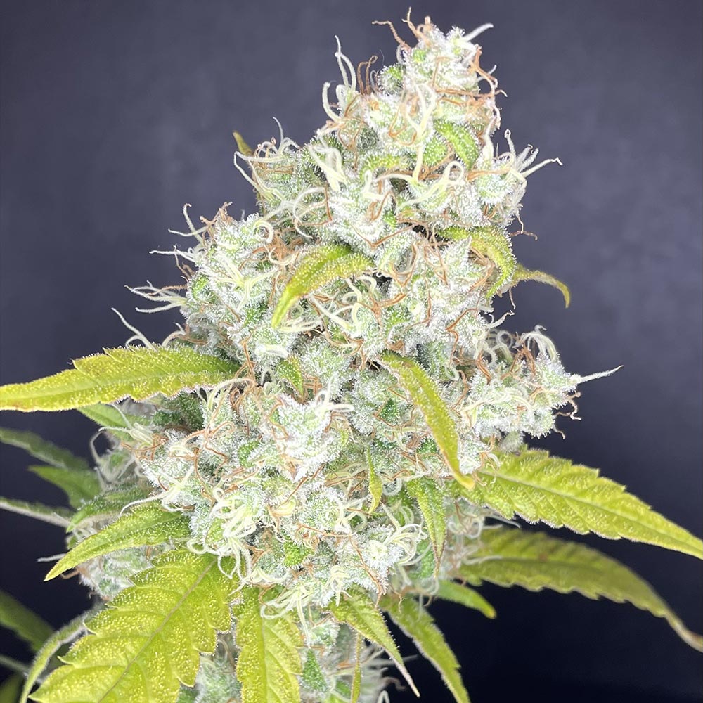 Rubber Tree by Boudica Seeds