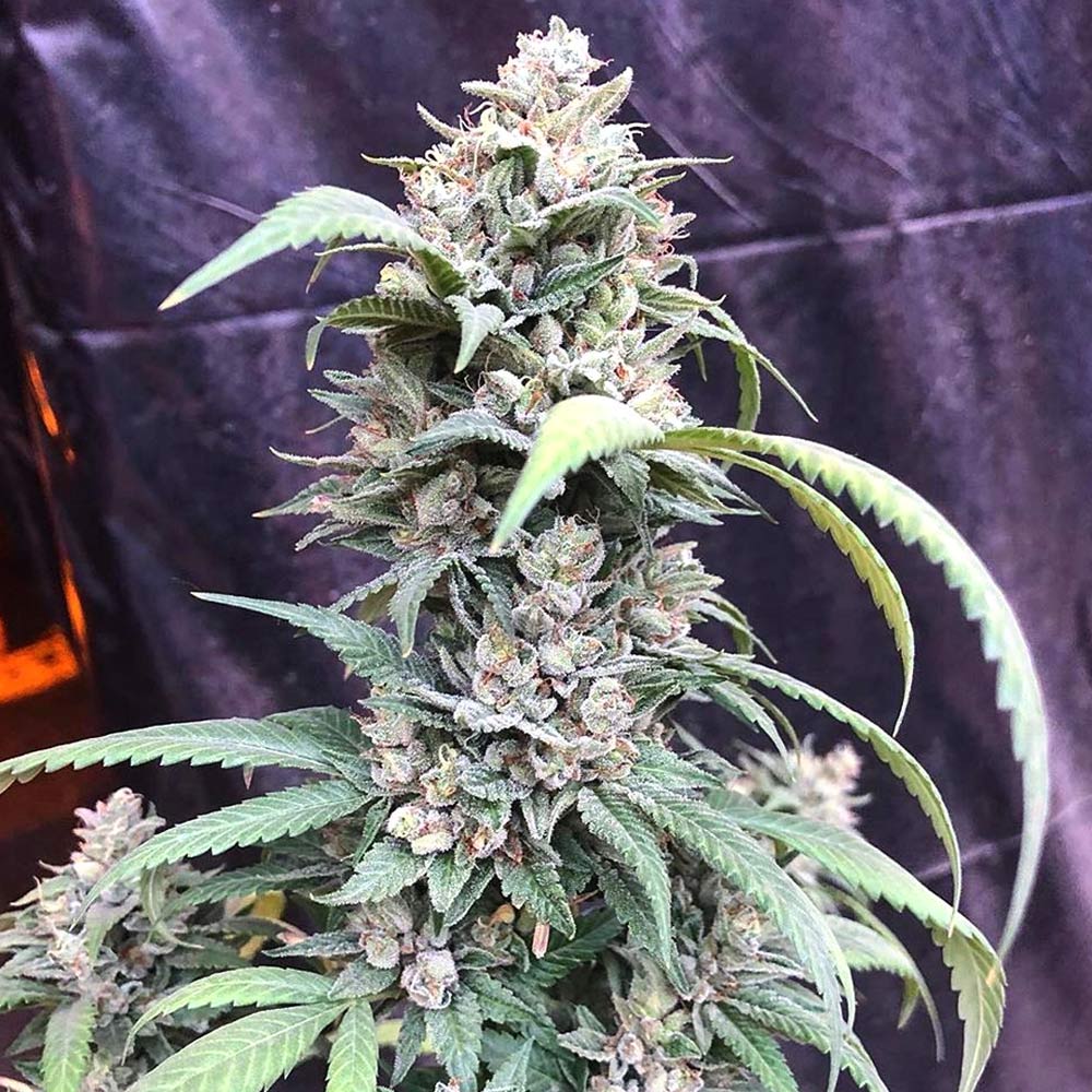 Scotts OG by Rare Dankness