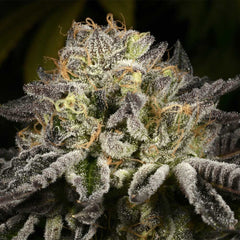 Purp Skurp Feminized Cannabis Seeds by Archive Seedbank