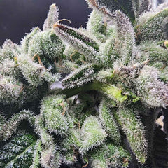 Lucky Cat Feminized Seeds by Always Be Flowering