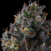 Fruit Riot Feminized Cannabis Seeds by Compound Genetics