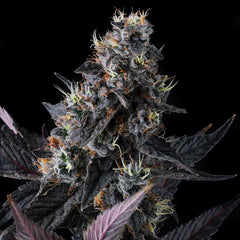 Giggin Grapes Feminized Cannabis Seeds by Compound Genetics