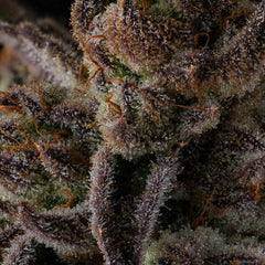Purple Preserves Feminized Cannabis Seeds by Compound Genetics
