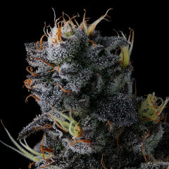 Giggin Grapes Feminized Cannabis Seeds by Compound Genetics