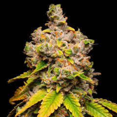Lemon Cherry Sherb Feminized Cannabis Seeds by Cookies Seeds