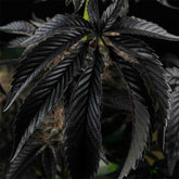 Cherry Crisp Feminized Cannabis Seeds by Perfect Tree