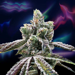 Over the Rainbow Regular Cannabis Seeds by Perfect Tree