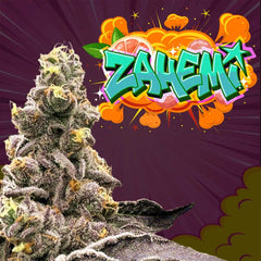 Zahemi Regular Cannabis Seeds by Perfect Tree