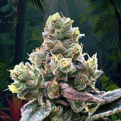 Tropizai Regular Cannabis Seeds by Perfect Tree