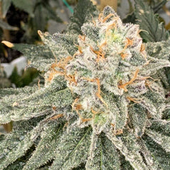Sello Feminized Cannabis Seeds by Mosca Seeds