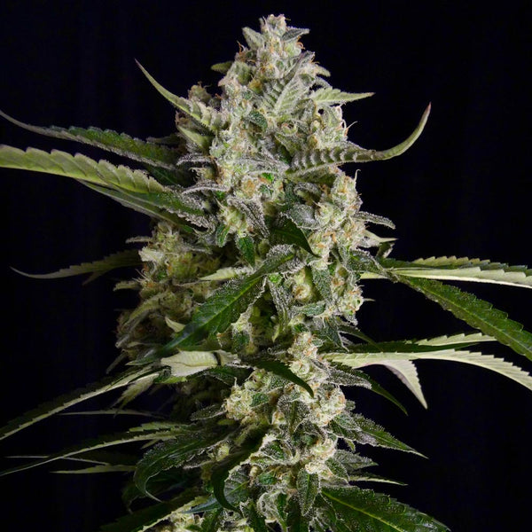 Seriosa by Serious Seeds