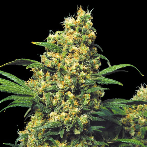 Warlock by Serious Seeds