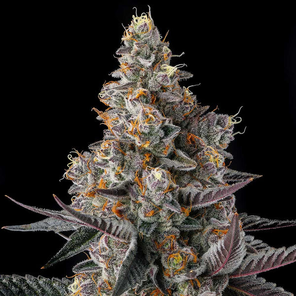 Shake Back by Compound Genetics