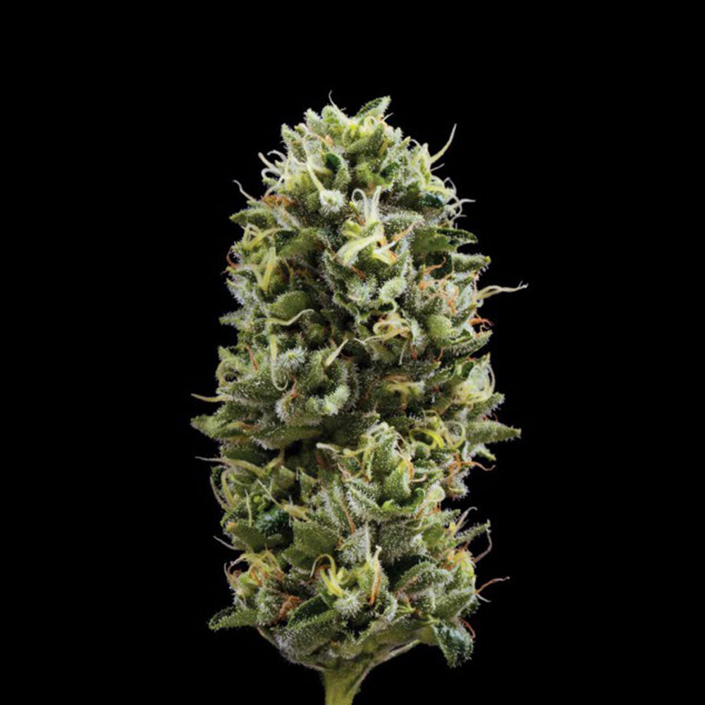 Snack Pack by DNA Genetics