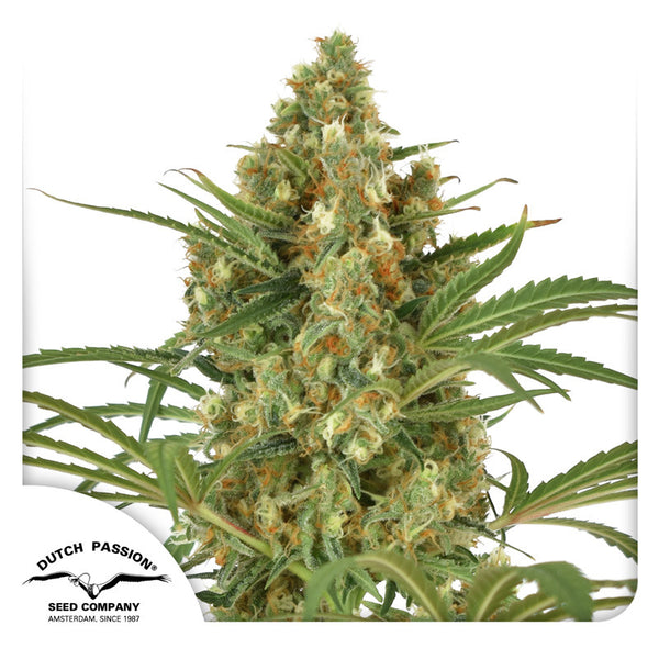 Snow Bud by Dutch Passion