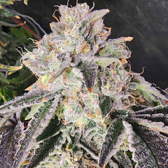 Snow Globe Feminized Seeds by Always Be Flowering