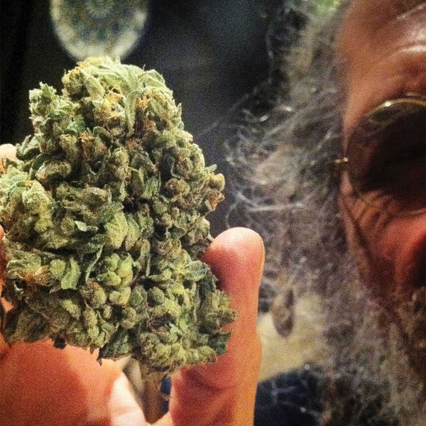 SO G Kush by Soma Seeds