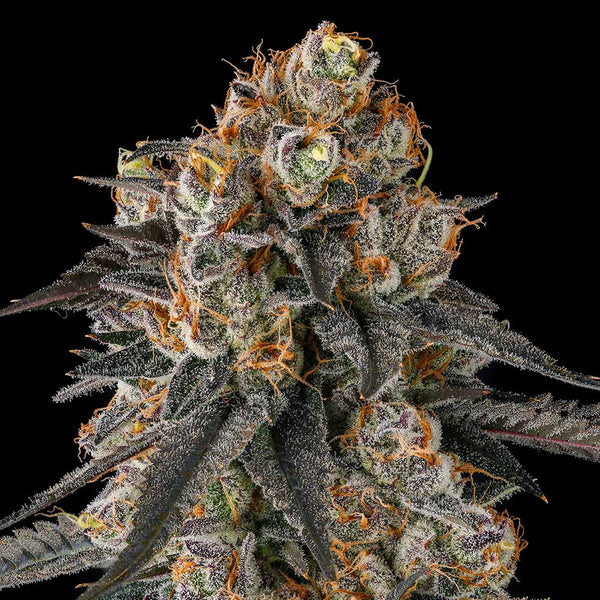 Solazo by Compound Genetics