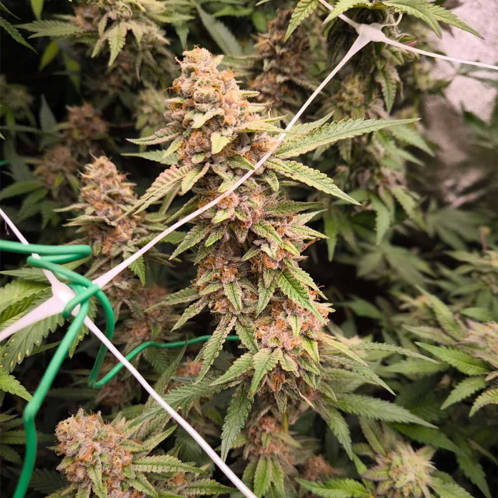 Jacob Green by Soma Seeds