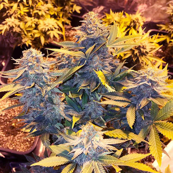 Somango Pineapple by Soma Seeds