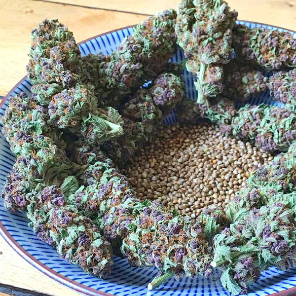 So Purple by Soma Seeds