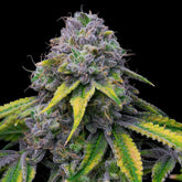 Sour Dubb x Hollywood Feminized Cannabis Seeds by Cookies Seeds