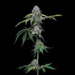 Sour Dubb x Hollywood Feminized Cannabis Seeds by Cookies Seeds